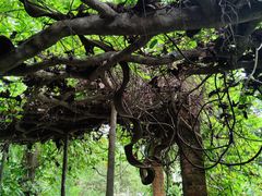 -广西壮族自治区药用植物园