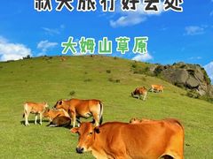 -大姆山草场