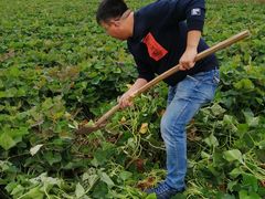 -万源龙顺度假庄园生态观光园