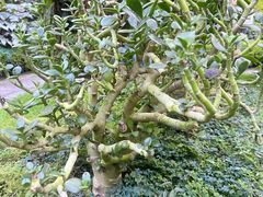 -深圳仙湖植物园