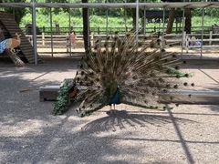 -大连铭湖国际观光牧场