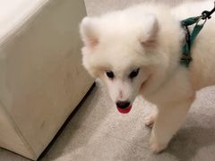 -宠颐生汉谟拉比宠物医院