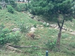 -大连森林动物园