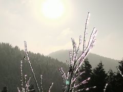 -武陵山森林公园