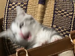 -momokira米努特·德文卷毛猫·棉花面纱犬