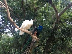 -泉州海丝野生动物世界