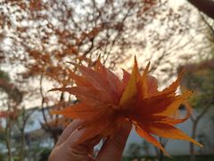 -秋霞圃