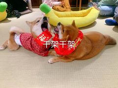-逗柴咖啡屋·狗咖猫咖宠物桌游