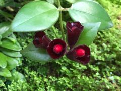 -深圳仙湖植物园
