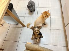 -FAELING PETS美天灵宠物(合生汇店)