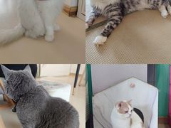 -猫在这儿猫咪咖啡馆·撸猫馆