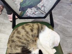 -猫小院猫主题餐厅(南锣旗舰店)