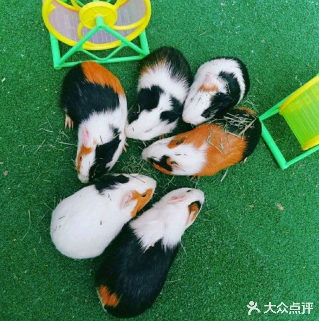 和萌萌哒宠物一起happy吧！