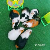 和萌萌哒宠物一起happy吧！
