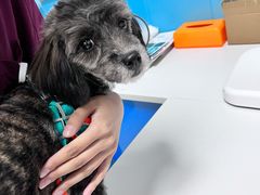 -美联众合动物医院(·中兽医·疑难杂症·严家桥分院)