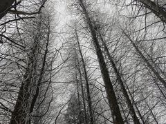 -武陵山森林公园