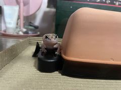 -酷以爬仙阁实体爬宠店·守宫·蜥蜴·专业繁育