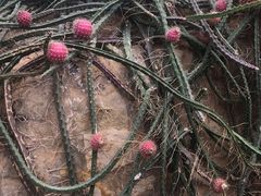 -南通洲际绿博园