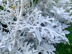 -新虹桥中心花园