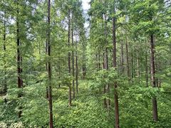 -黄海国家森林公园