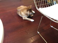 -喜柴咖啡·柴犬狗咖