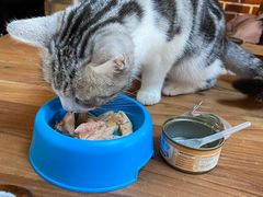-猫小院猫主题咖啡厅(北锣店)