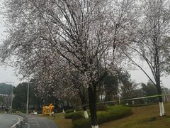 -铁山坪森林公园