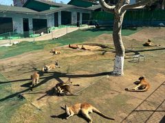 -西霞口神雕山野生动物世界