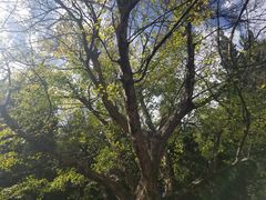 -巍山火巴肉饵丝(大理古城店)