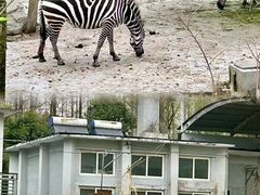 -杭州野生动物世界