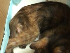 -安安宠医·安宠宠物医院