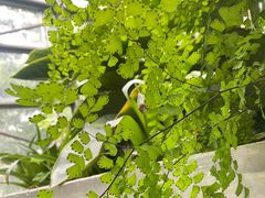 -南山植物园