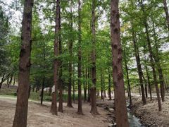 -白水寺森林公园