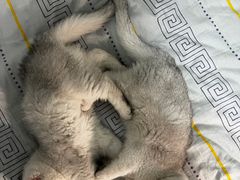 -诺亚雅思托福北郊中心(凤城路店)