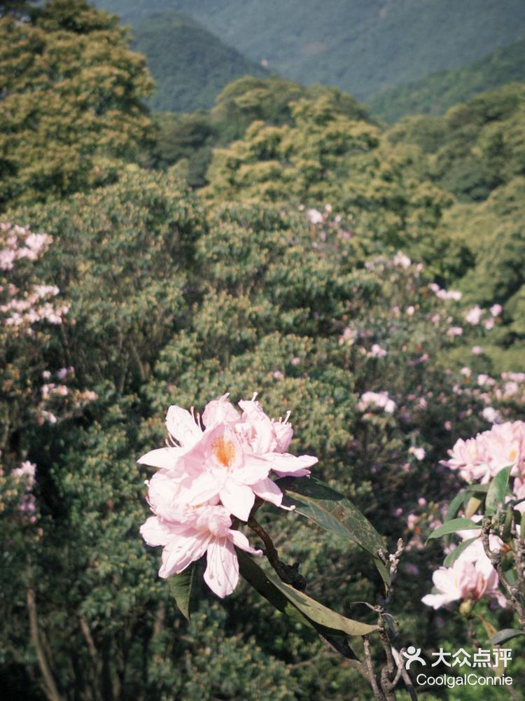 梧桐山看花图片