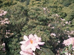 -梧桐山风景名胜区