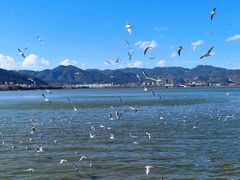 -海埂大坝