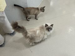 -共舞时光猫咖·狗咖(新街口店)
