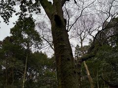 -西湖风景区十里琅珰-五云山