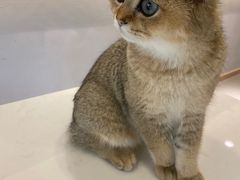 -飞行喵MR PILOT|猫舍·猫咖(静安大融城店)