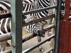 -泉州海丝野生动物世界