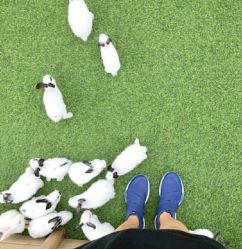 -萌宠亲子动物乐园(槐房万达店)