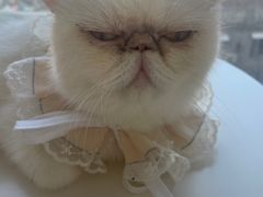 -怪兽屋·羊驼·猫咖·狗咖(俊华广场店)