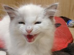 -屋虎猫馆(宝安大仟里店)