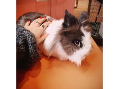 -藦茜花园宠物主题亲子互动体验馆(国顺东路店)