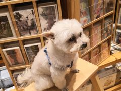 -猫的天空之城概念书店(苏州平江店)