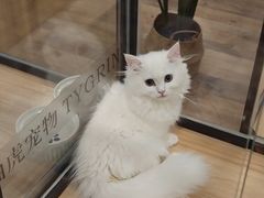 -袖虎·猫馆(体育西路店)