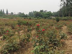 -三圣花乡旅游区