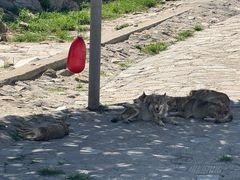 -西霞口神雕山野生动物世界