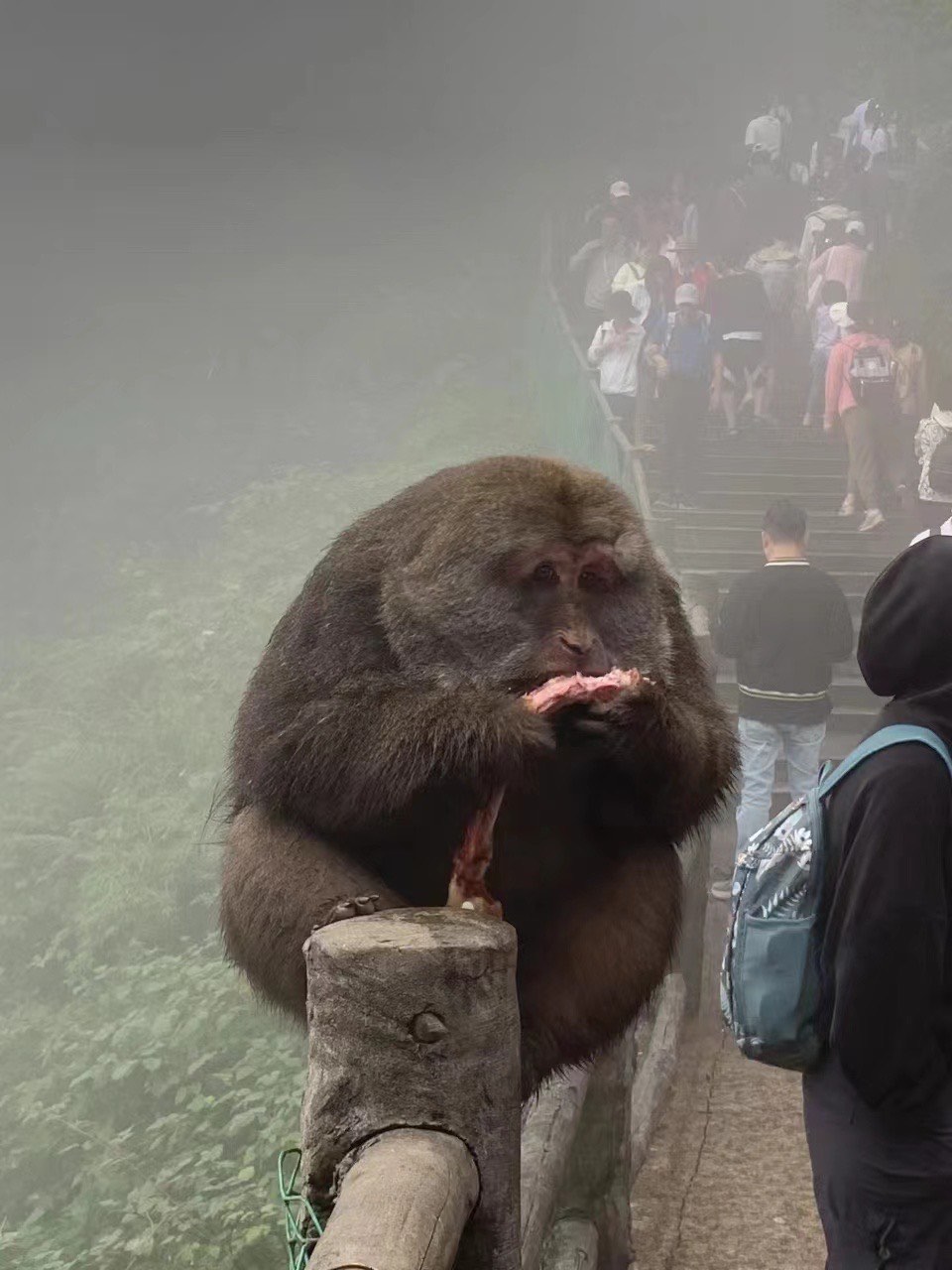 峨眉山胖猴图片